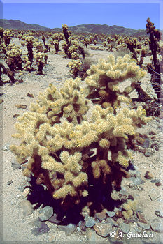 Cholla Cactus Garden